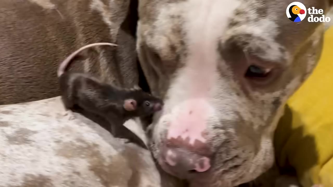 A small dark brown pet rat stands confidently on a large, spotted brown and white dog's back, leaning forward to sniff the dog's nose.