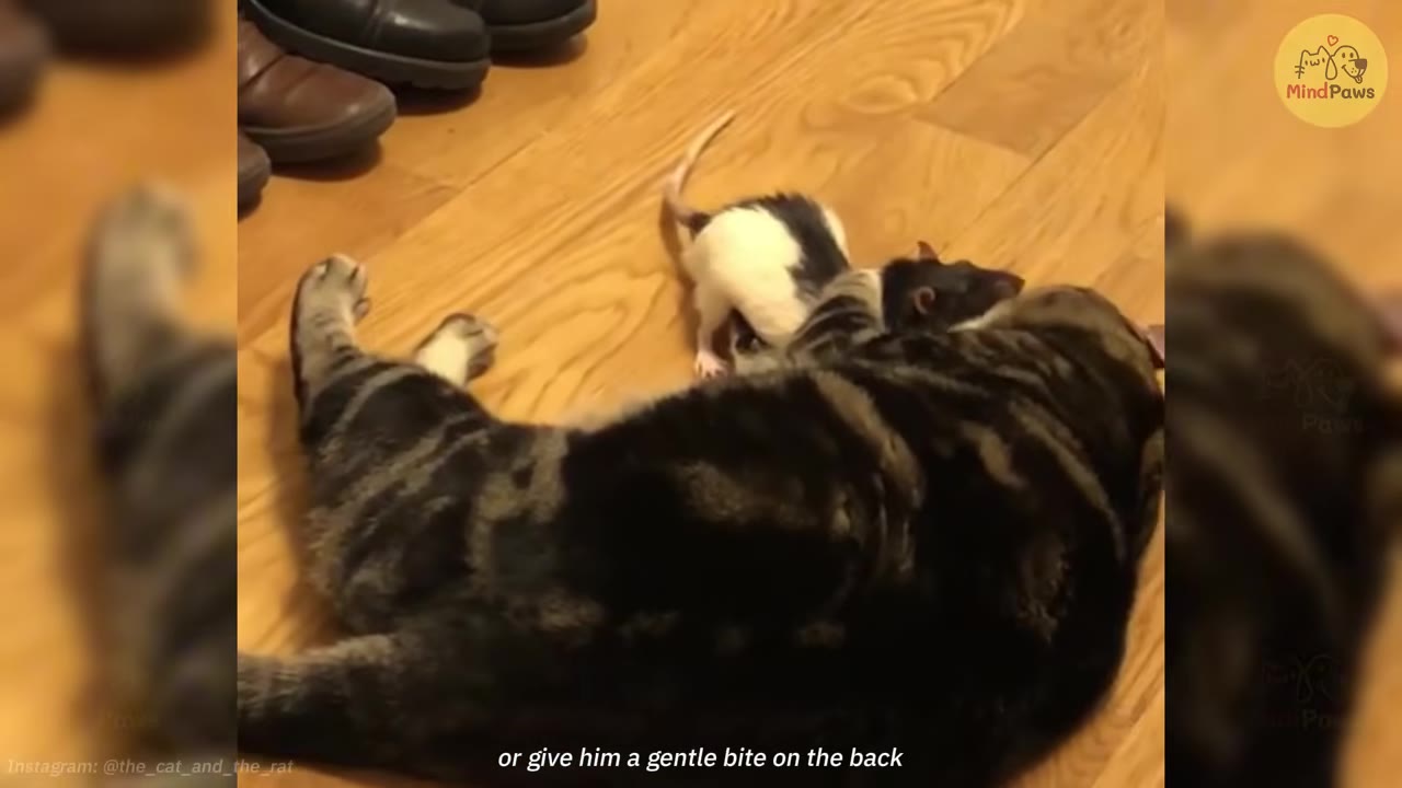 A black and white pet rat playfully climbs on the neck of a large tabby cat lying on a wooden floor.