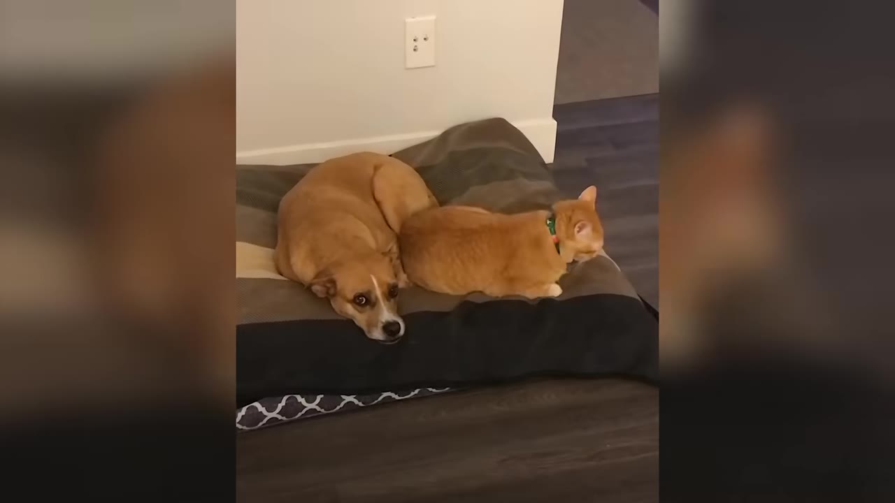 A tan dog and an orange tabby cat lie together on a dog bed on a wooden floor.