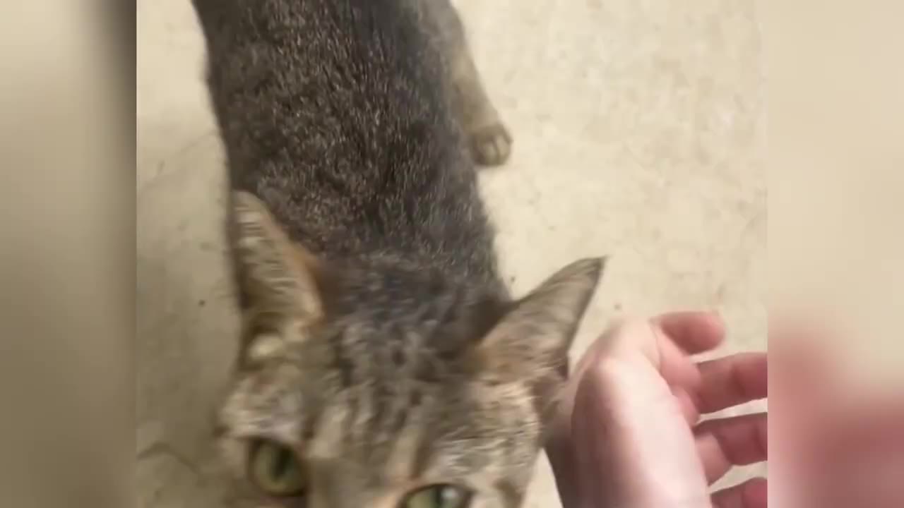 A close-up shot of a tabby cat leaning its head toward a human hand reaching out to pet it.