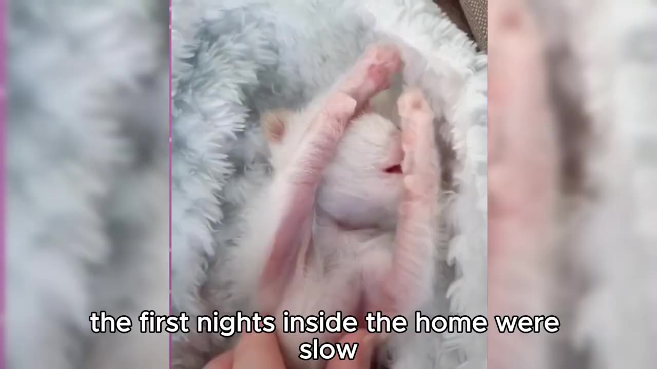 A tiny, newborn white kitten sleeps on its back in a fluffy grey pet bed, stretching its small paws upward.