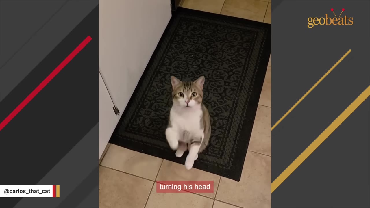 A brown and white tabby cat stands on its hind legs on a black rug, lifting its front paws and looking up.