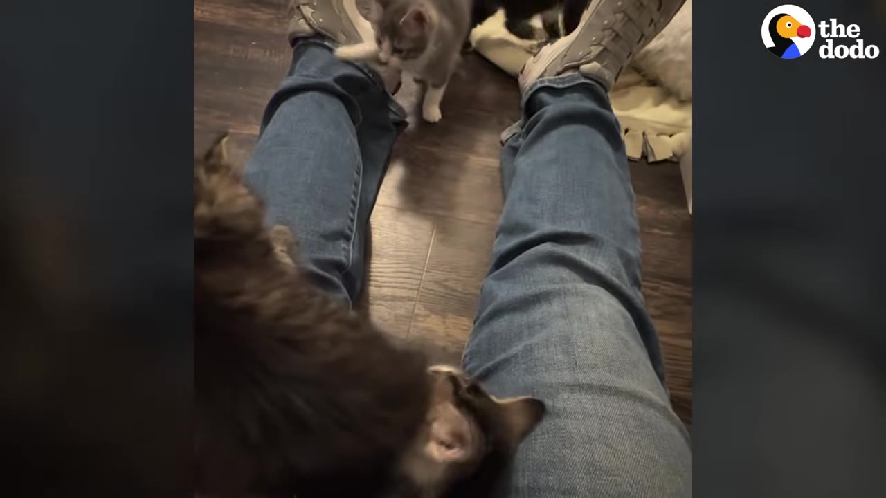 A first-person view of a person wearing blue jeans sitting on a wooden floor, with small kittens climbing on their legs.