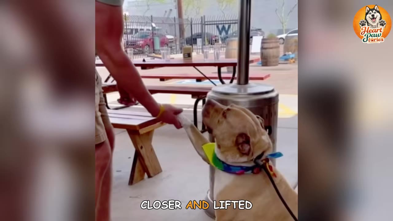 A light brown dog wearing a colorful bandana sits and reaches its front paw up to hold a person's hand in an outdoor patio setting.