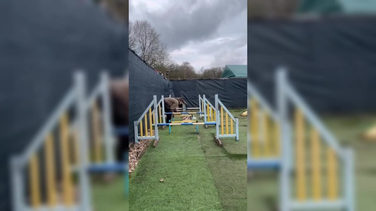 A person in a brown jacket guides a dog through an outdoor agility course with yellow and blue hurdles under a cloudy sky.