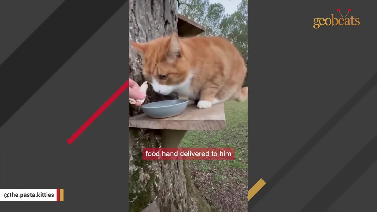 An orange and white cat named Ravioli sits on a wooden platform attached to a tree trunk, sniffing a piece of food being hand-delivered to him next to a small grey bowl.
