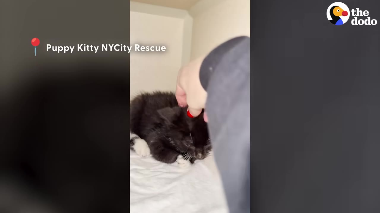 A small black and white kitten lies on a white blanket inside a shelter enclosure, being gently petted on the head by a hand with red nail polish, with text on screen reading 'Puppy Kitty NYCity Rescue'.
