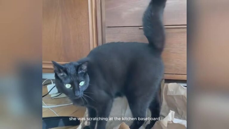 Ohio Family Adopts Shelter’s “Bad Luck” Cat, Then Her Night Scratching Reveals A Life-Saving Secret