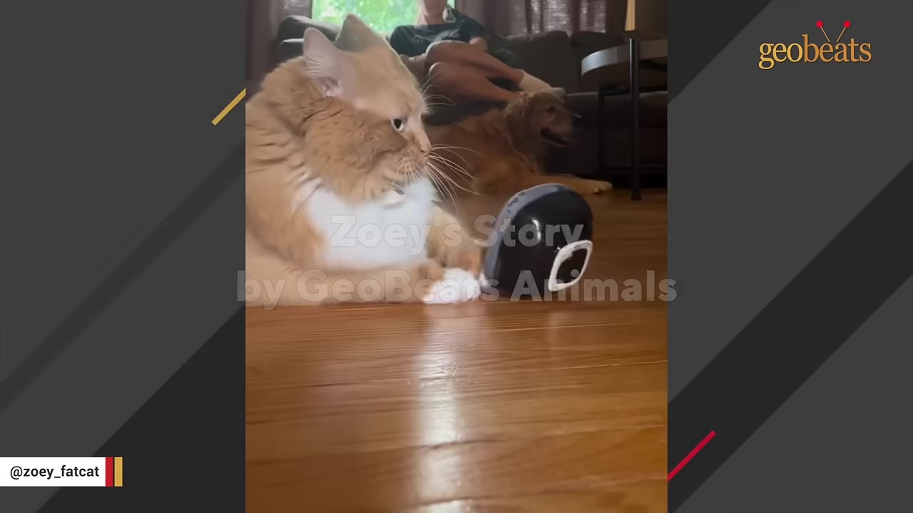 A fluffy orange and white cat sits on a wooden floor next to a tipped-over black electronic pet feeder, with a golden retriever lying in the background.