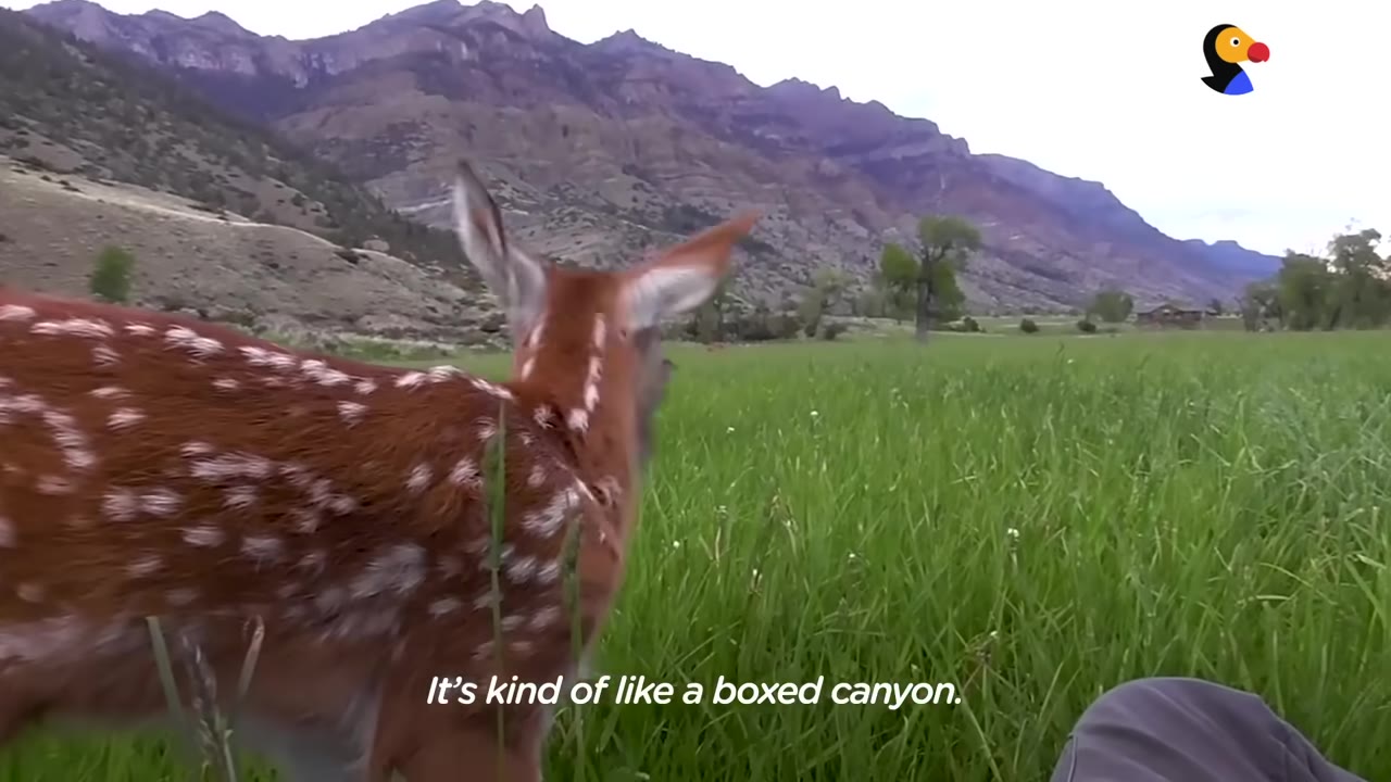 A spotted fawn stands in a green grassy field looking toward a large mountain range in the background.