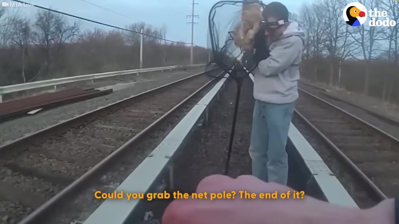 A man on a train track holding a large net containing an orange cat, while another person reaches out to assist him.