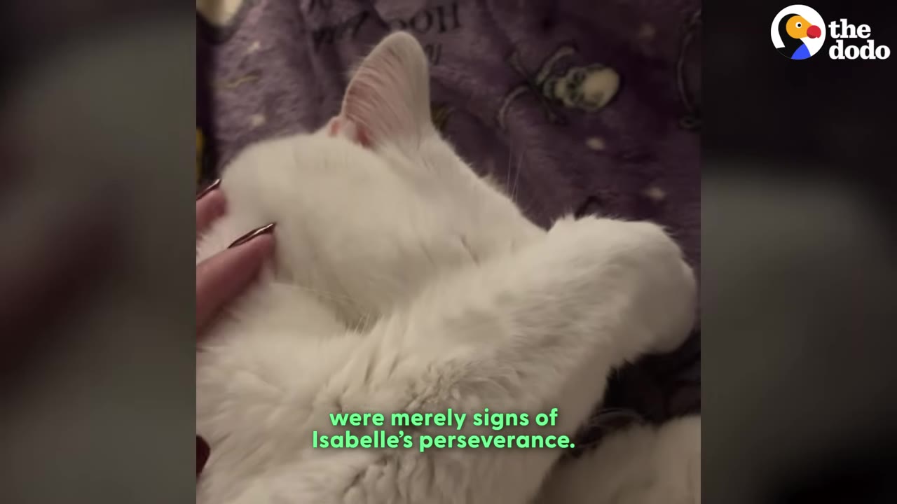 A close-up of a white cat named Isabelle being gently petted on her head while lying down.
