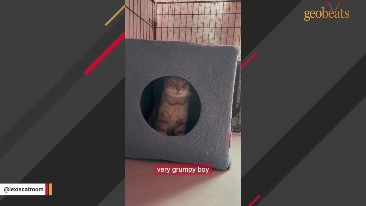 A grumpy-looking brown cat sitting inside a blue cube-shaped cat bed with a circular opening.