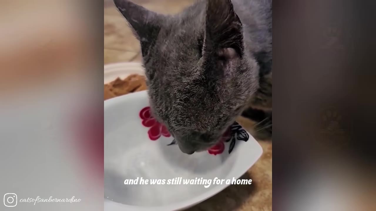 A close-up of a grey cat drinking from a white bowl decorated with red flowers, with text on screen that reads 'and he was still waiting for a home'.