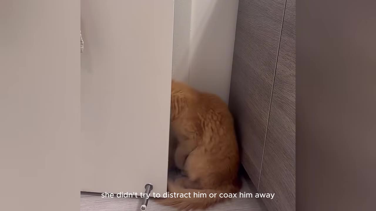 An orange cat sits tucked in a narrow space between a white door and a dark wood cabinet.