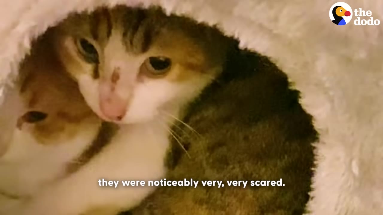 A close-up of a scared calico cat huddled inside a soft white pet bed with another cat, looking anxious.
