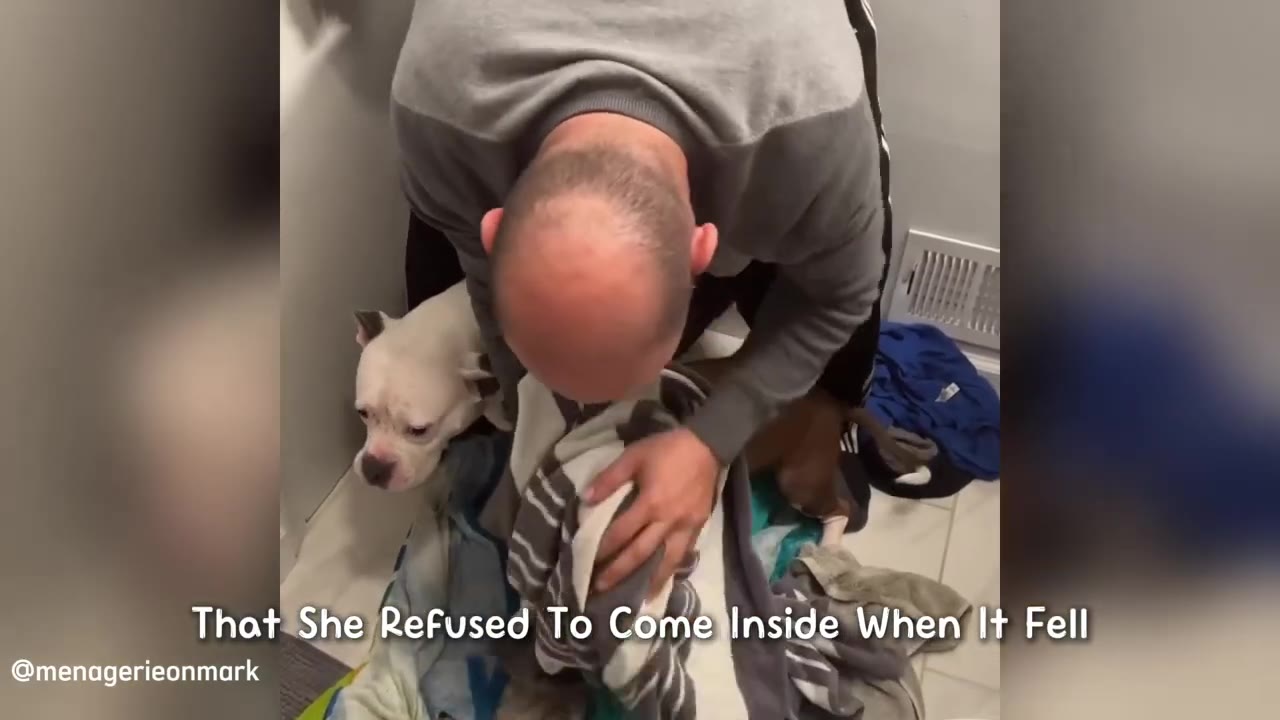 A white and brown dog looks up as a man uses a striped towel to dry her off.