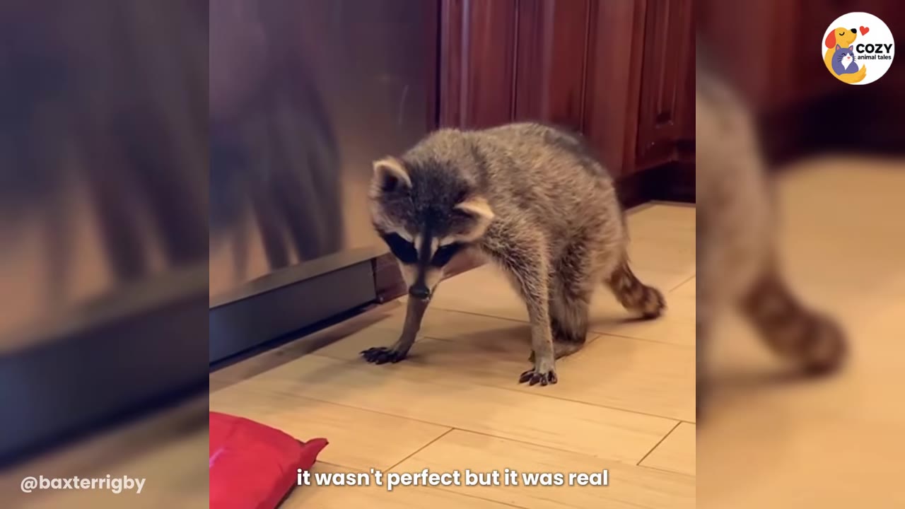 A raccoon standing on its front paws on a tiled floor, pushing itself up.