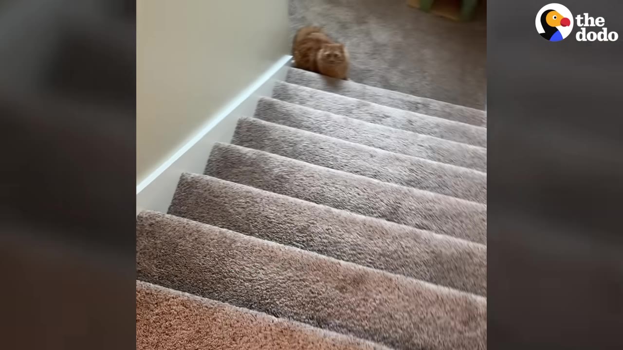 An orange cat sits at the top of a flight of carpeted indoor stairs, looking down.