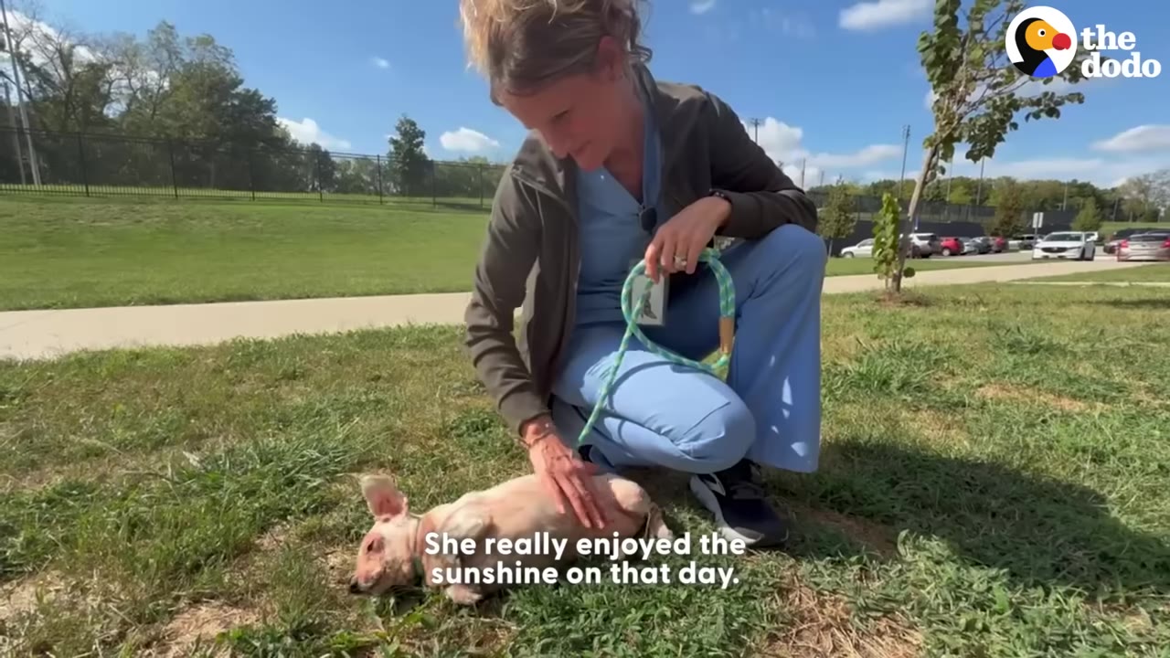 A woman in blue scrubs kneels on a grassy lawn under a sunny sky, petting a small, light-colored dog lying on its back in the grass.