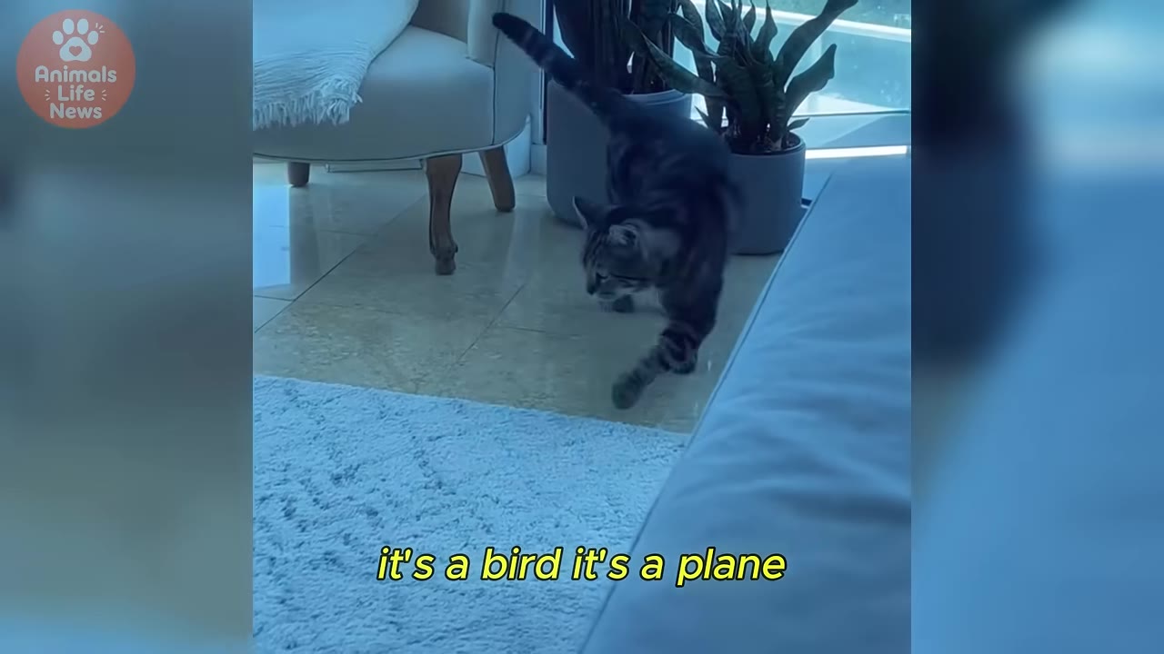 A tabby cat cautiously steps forward with a low posture, moving from a tiled floor onto a light blue rug.