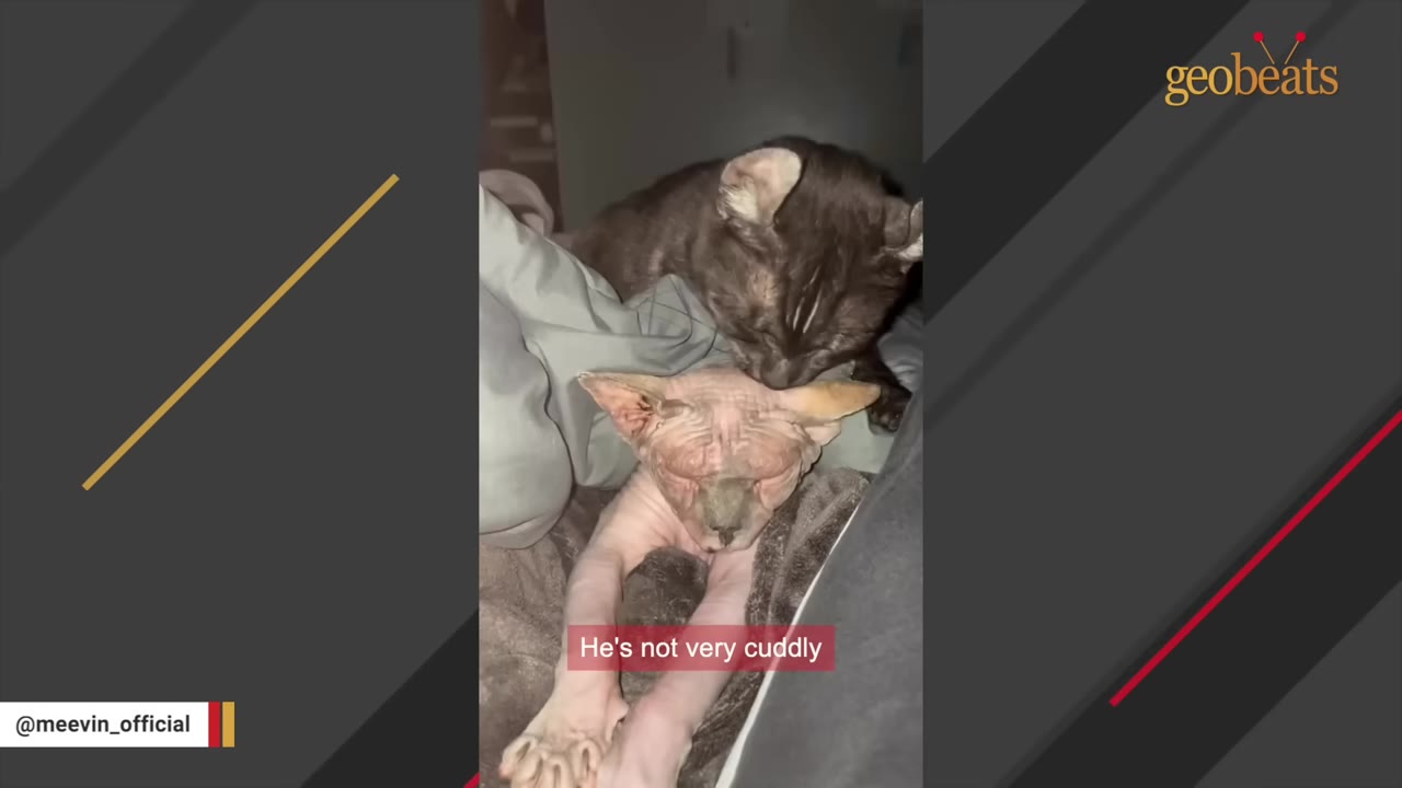 A hairless cat lies on a bed while a dark-furred cat grooms the top of its head.