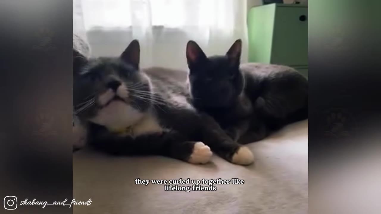 A grey and white cat and a solid dark grey cat lying close together on a bed.