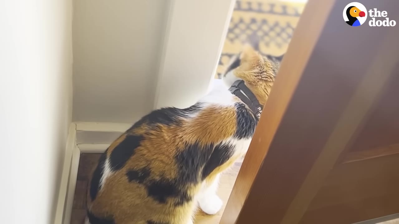 A calico cat wearing a black collar looks out of a doorway.