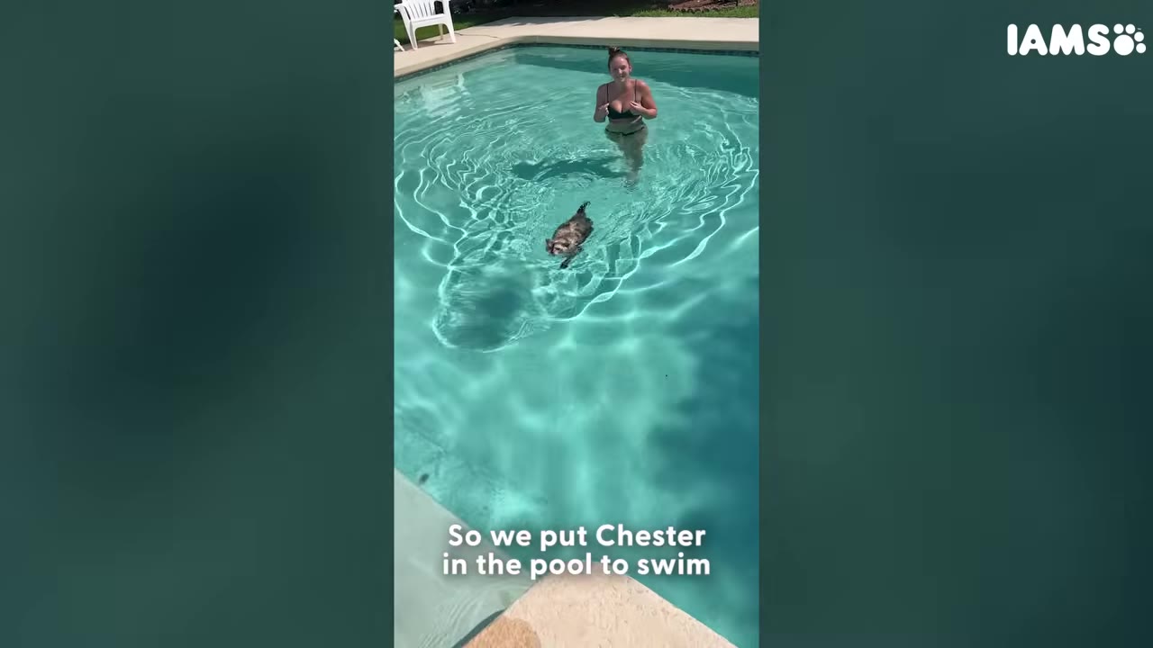 A cat swimming in a clear blue outdoor pool toward the camera while a woman stands in the background watching.