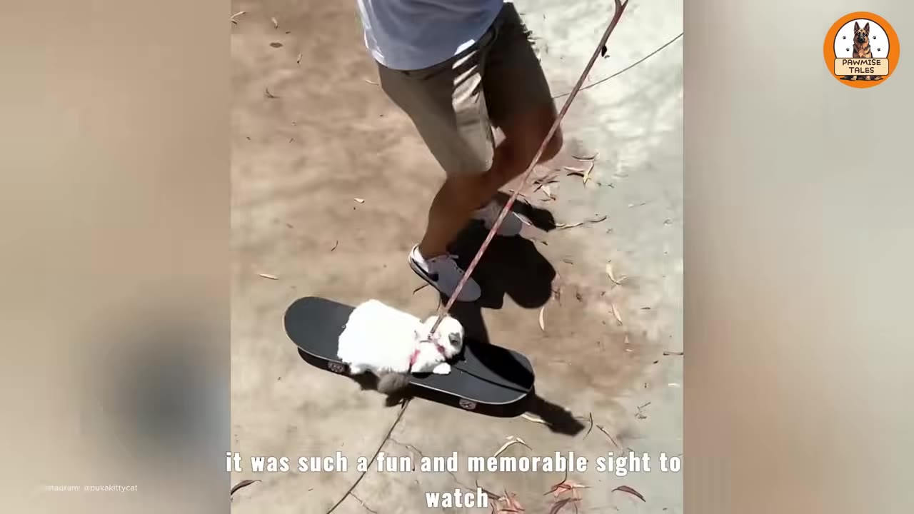 A fluffy white cat wearing a pink harness lies on a black skateboard at a concrete skate park, while a man in shorts holds its leash.