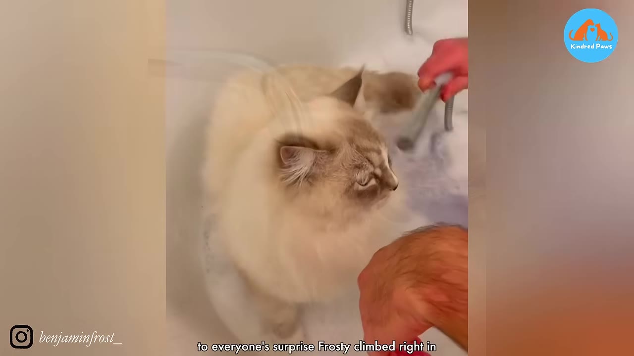 A fluffy light-colored cat sitting in a white sink or tub as water is gently run near it.