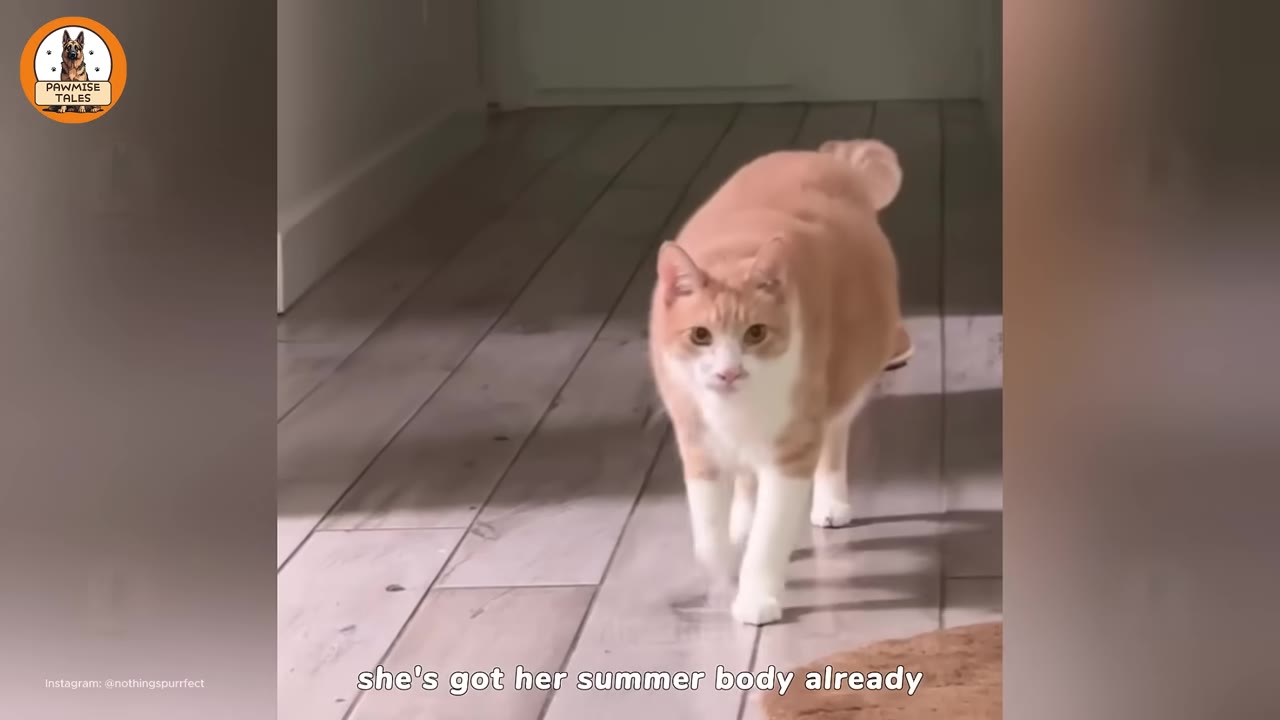 An orange and white cat walking forward on a wooden floor, looking directly at the camera.