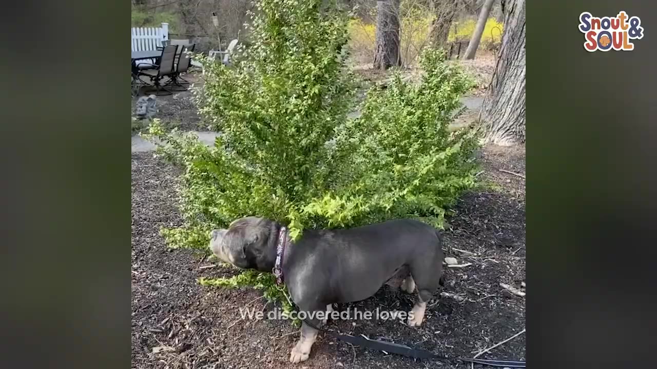 A gray dog stands under a low green bush in a yard, with its back brushing against the leaves.