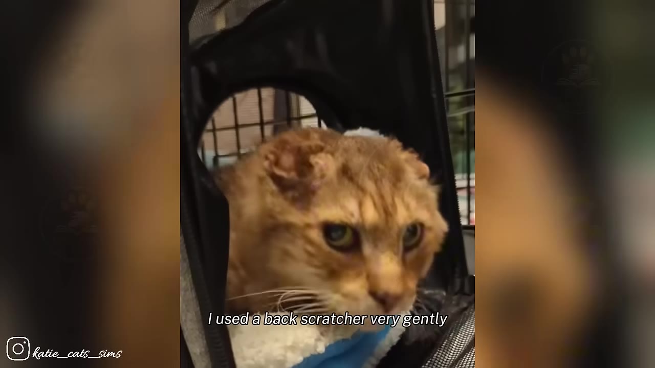 An orange tabby cat with crinkled ears looks out from a pet carrier, with text overlay reading 'I used a back scratcher very gently'.
