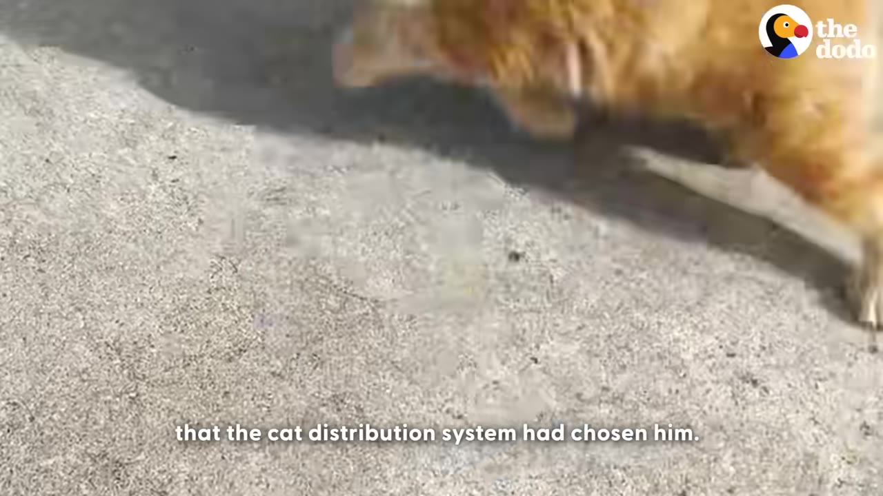 A close-up shot of an orange cat walking on concrete, with the subtitle 'that the cat distribution system had chosen him' visible at the bottom.