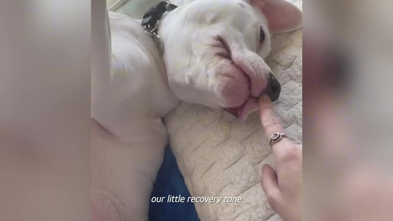 A white dog lies on its back on a textured couch cushion, with a person's hand gently touching its snout.