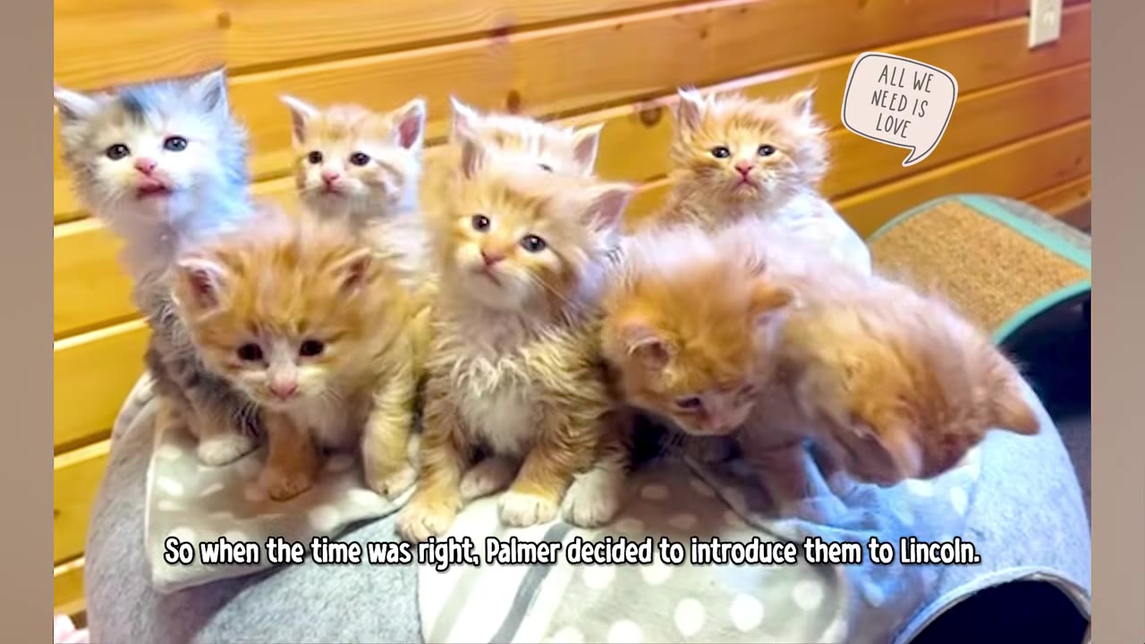 A group of seven fluffy kittens sitting together on a blanket, looking forward.