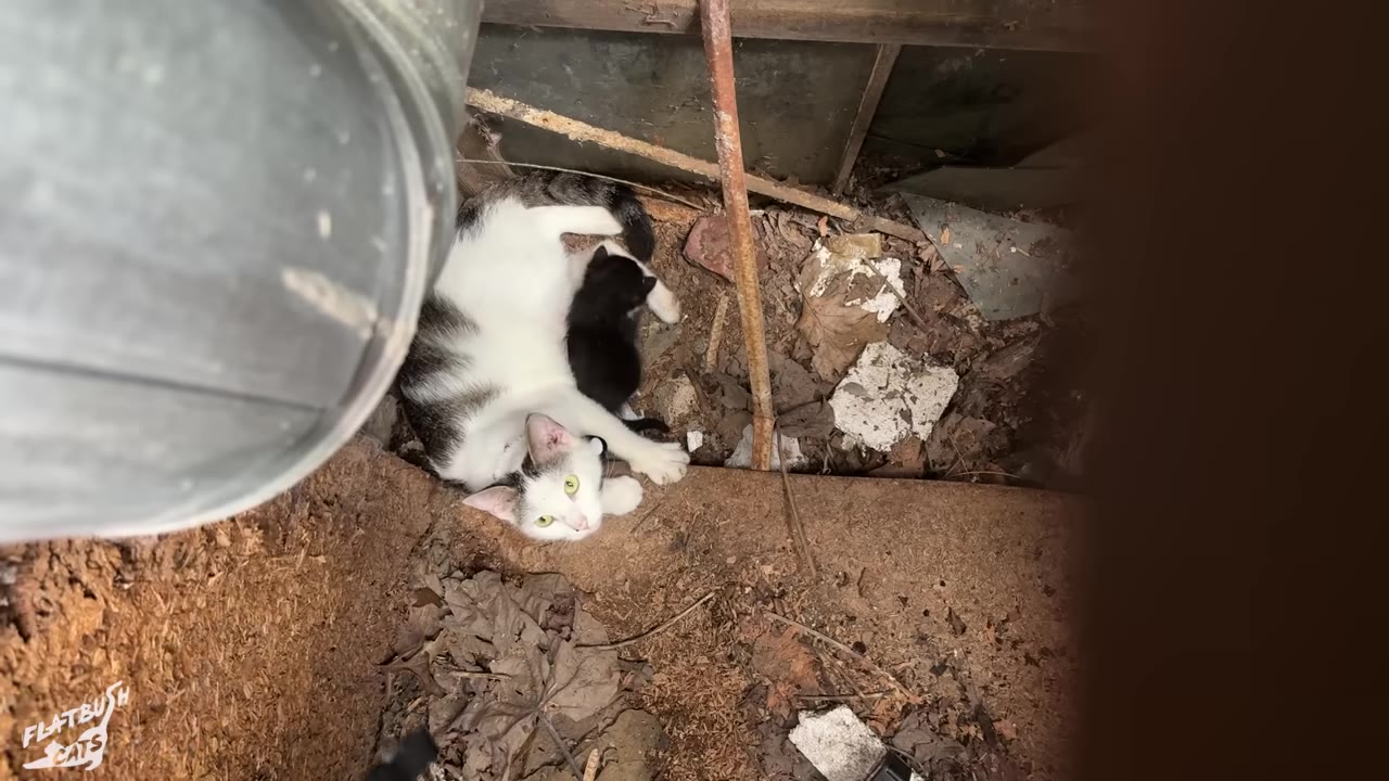 A high-angle shot looking down into a narrow, dirty concrete space where a white and black mother cat lies next to a small black kitten near a metal pipe.