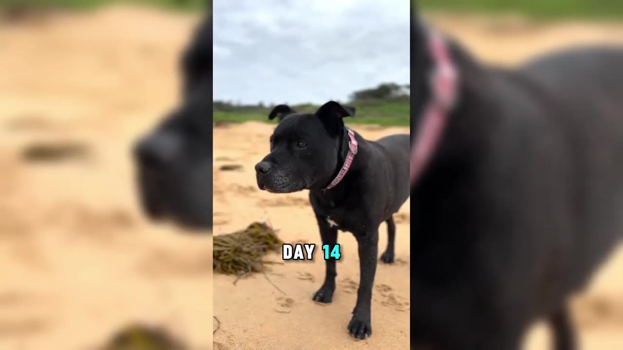 A black dog standing on a sandy beach under a cloudy sky, with the text 'DAY 14' overlaid on the image.