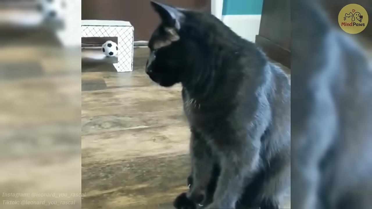 A black cat sitting on a wooden floor, looking towards a miniature soccer goal and a small soccer ball in the background.