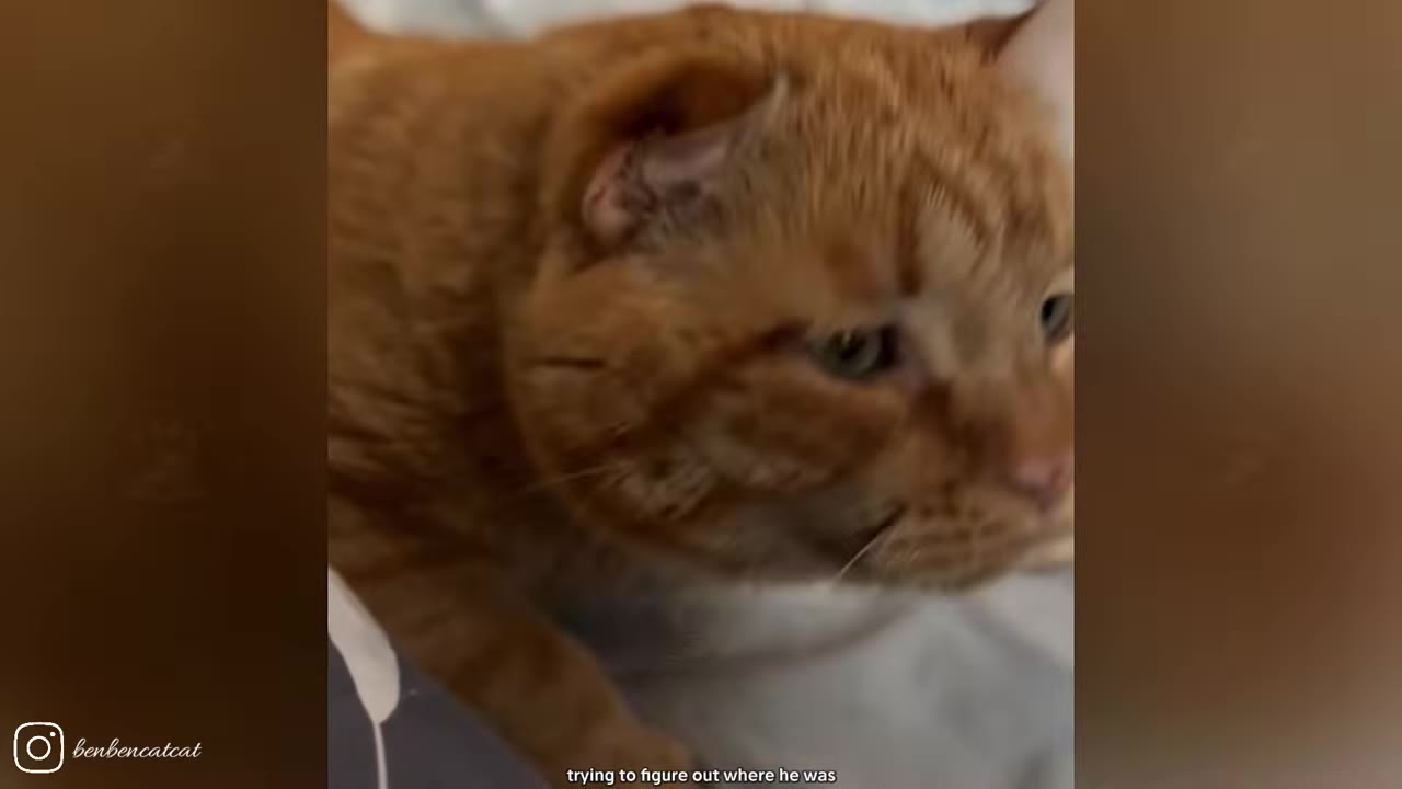 A close-up of an orange tabby cat looking around cautiously inside a home.