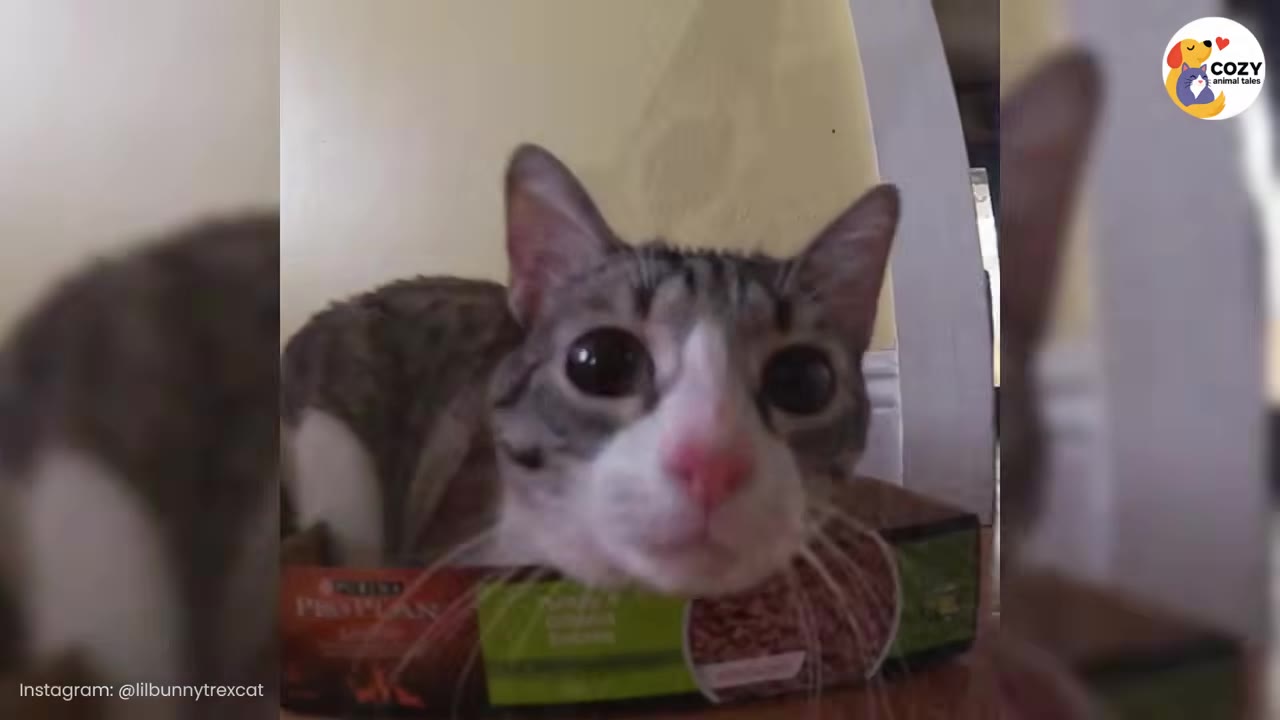 Video frame for The Foster Fail Realization