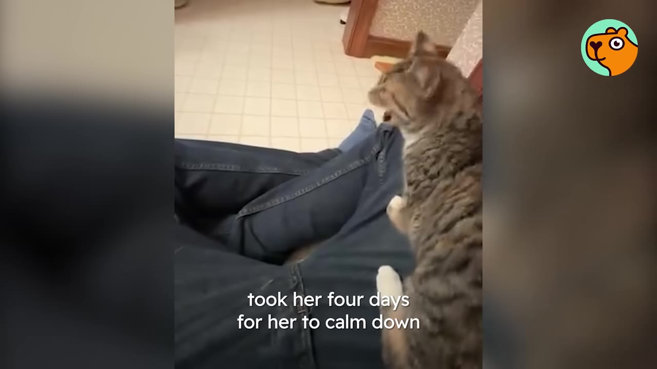 A tabby cat with its mouth open as if meowing, sitting on the lap of a person wearing blue jeans on a tiled bathroom floor.