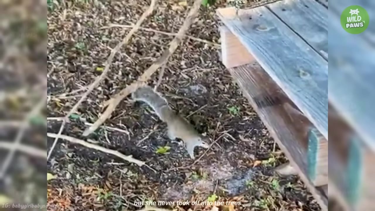 A small grey squirrel stands on the ground covered with leaves and twigs next to a wooden structure.