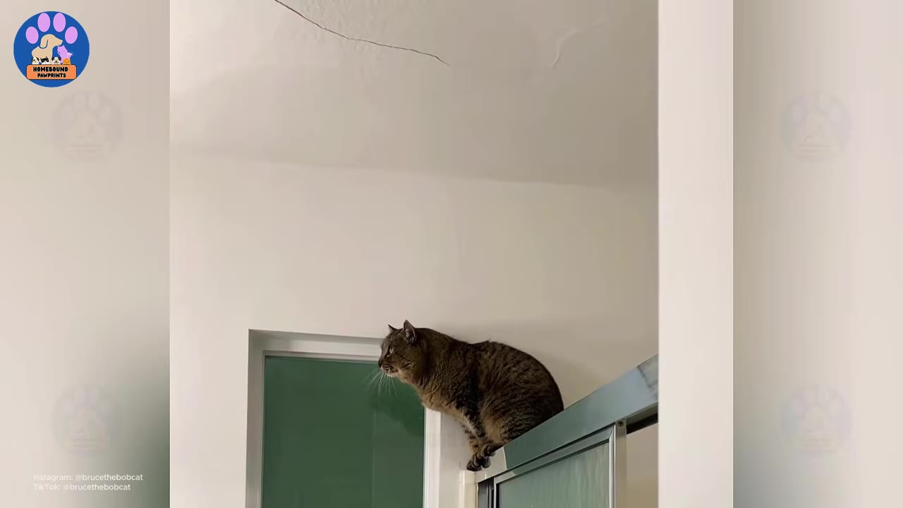 A large tabby cat perched high up on top of a glass shower door frame, looking alertly toward a window.