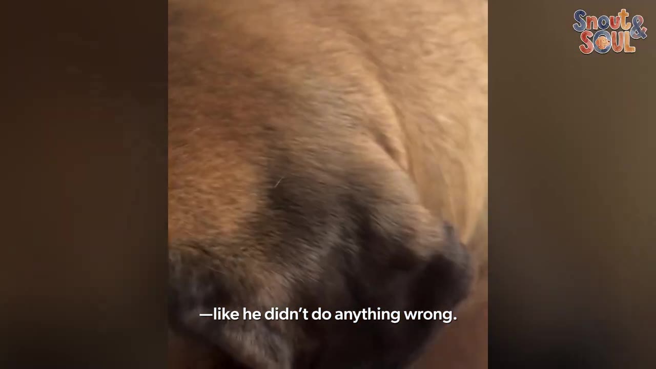 A close-up of a large tan dog looking down with a guilty expression.