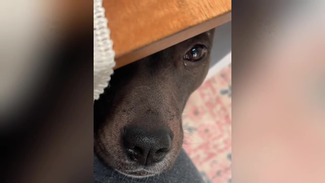 A close-up shot of a dark brown dog's face peeking out from underneath a wooden table.
