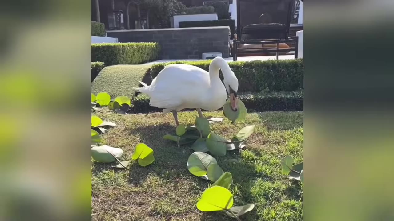 A white swan standing on a grassy lawn, holding a large green leaf in its beak near other scattered leaves.