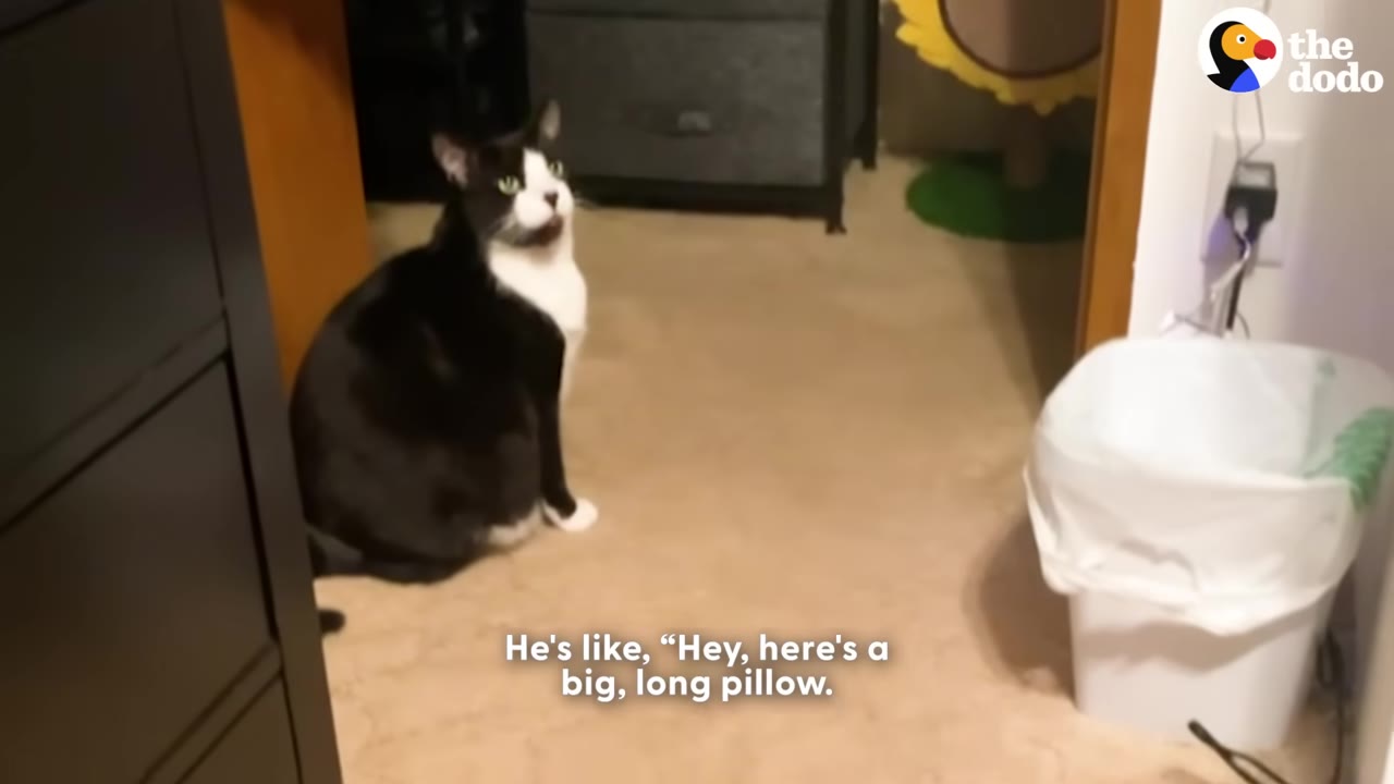 A black and white cat sits on a carpeted floor, looking up attentively.
