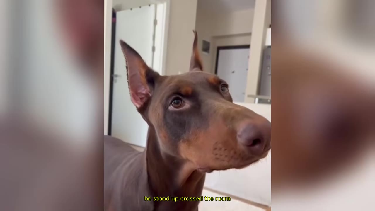 A close-up shot of a brown and tan Doberman Pinscher looking up with an attentive expression.